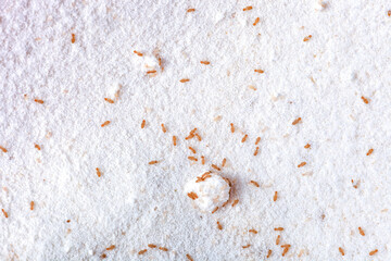 Liposcelis little pest in flour. Booklice or barklice on domestic kitchen