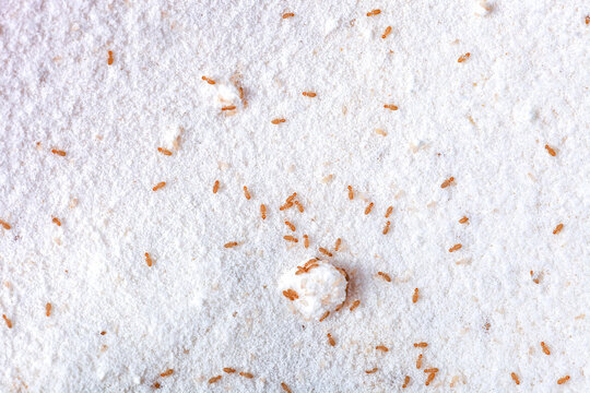 Liposcelis little pest in flour. Booklice or barklice on domestic kitchen