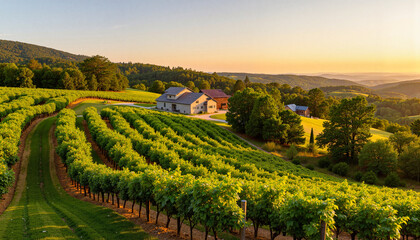 Breathtaking vineyard landscape at sunset, natural beauty