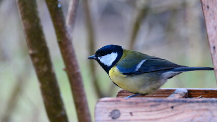 Obraz premium Kohlmeise am Futterhäuschen