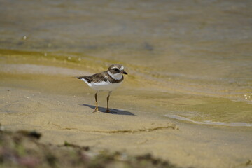 The American Ringed Plover (Charadrius semipalmatus) is a monotypic species in the family Ploveriidae. It is a Nearctic bird that breeds in northern North America. Sabiaguaba - Ceará, Brazil. 