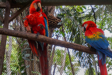Vibrant Red and Blue Macaws Perched on Wooden Branch in Lush Amazon Rainforest of Peru, Exotic Tropical Birds in Natural Jungle Habitat