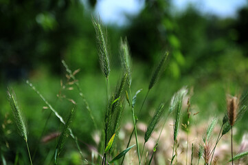 Wild barley (Hordeum murinum) grows in nature
