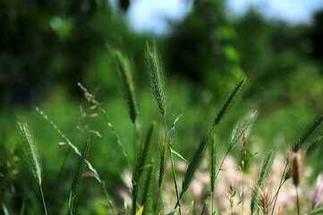 Wild barley (Hordeum murinum) grows in nature