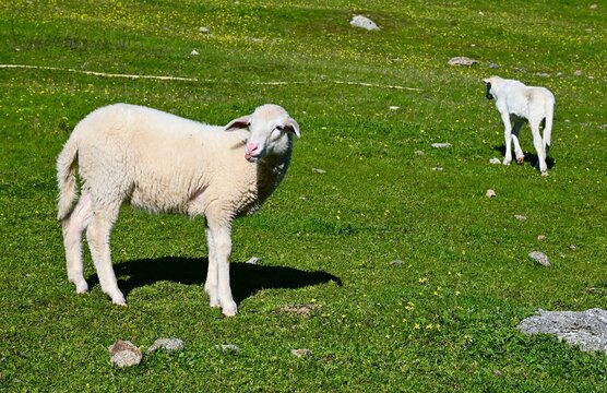 cordero burl&oacute;n
