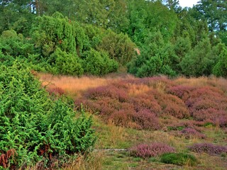 Heath landscape, near Haltern Germany, Westruper Heide, in autumn, plants have already faded and the grass has mostly dried up, but the trees and bushes have green leaves. 