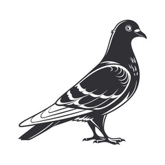 vector illustration of a Pigeon bird
