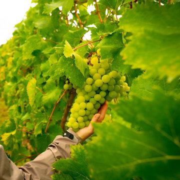grapes in the vineyard