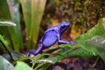 Side Profile of a Blue Poison Dart Frog