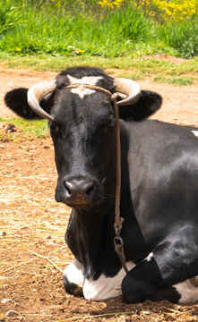 black and white cow