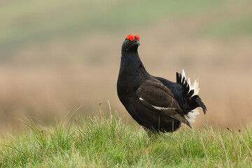 Fototapeta premium Black Grouse, Scientific name, Lyrurux tetrix. Close up of a male black grouse on managed grouse moorland in Swaledale, Yorkshire Dales, Taken from car window, long lens and beanbag. Space for copy