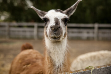 Obraz premium Cute portrait of llama in petting zoo