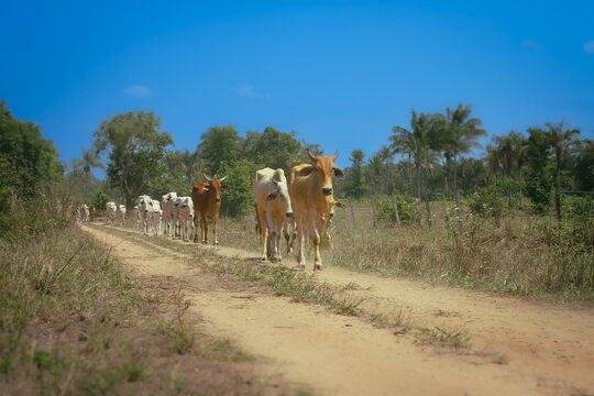 Cows on road
