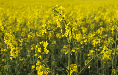 bright yellow flowers of rapeseed close-up macro