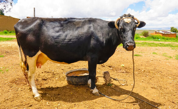 cow in the field