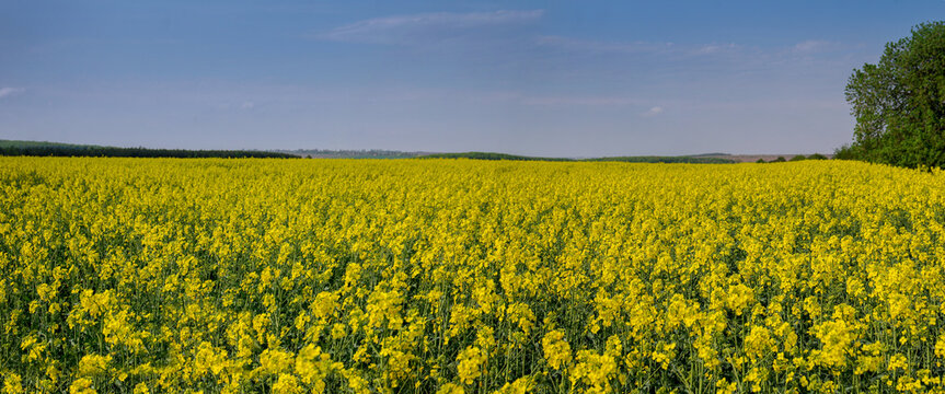 blooming rapeseed (Brassica napus) field with bright yellow flowers, blue sky with light hazy clouds. Panorama of yellow field and green forest strip