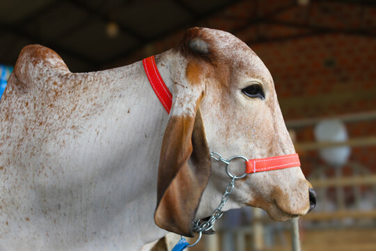Cow closeup in farm