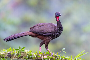 The crested guan, Penelope purpurascens, is a Near Threatened species