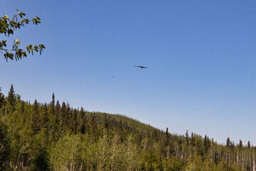 Hawkf flying over hill with green trees