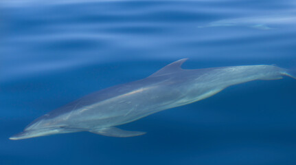 dolphin in the water, bottlenose 