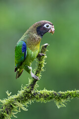 The brown-hooded parrot, Pyrilia haematotis, subfamily Arinae