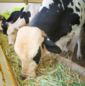 Cows eating in a farm