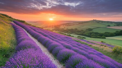Obraz premium Lavender Fields Sunset Hilltop Scenic View