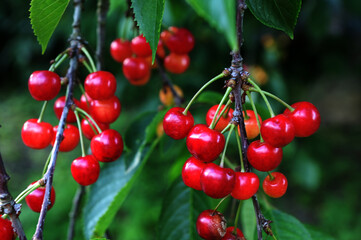 Three red cherries hanging from a tree branch