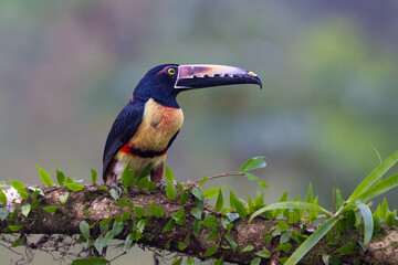 Obraz premium The collared aracari or collared aracari, Pteroglossus torquatus, on the branch