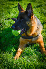 German Shepherd playing on grass with a tennis ball