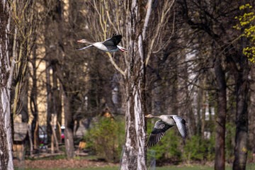 The flying greylag goose, Anser anser is a species of large goose