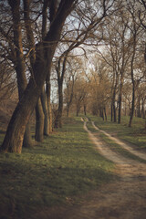 path in the forest
