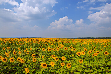 A vast field of bright sunflowers under a clear summer sky