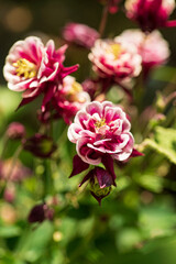 Vibrant Blooms Showcase Nature's Artistry in a Sunny Garden During the Warm Spring Afternoon, Inviting Bees and Butterflies to Enjoy Their Delicate Beauty.