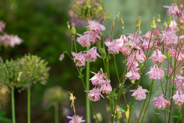 Blossoming Garden Filled With Delicate Pink Flowers Illuminating a Sunlit Afternoon in a Tranquil Backyard Oasis.