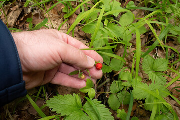 Hand picking a wild strawberry in the forest

