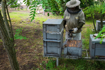 Beekeeper using a smoker to inspect wooden beehives
