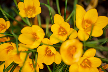 Obraz premium Vibrant Yellow Crocuses Bloom in a Sunlit Garden, Bringing Warmth and Beauty to the Early Spring Landscape With Their Delicate Petals and Lively Greenery.