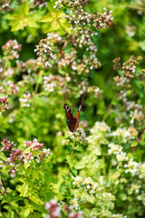 Vibrant Butterfly Gracefully Perched Among Blooming Herbs in a Sunlit Garden During Early Summer.