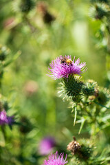 Buzzing Quietly Among Blooming Thistles, a Honey Bee Collects Nectar Under the Warm Sunlight in a Lush Green Meadow During a Peaceful Summer Afternoon.