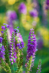 Colorful Blossoms Dance in a Vibrant Summer Garden Filled With Shades of Purple and Green, Thriving Under the Warm Sun and Gentle Breeze.