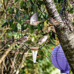 House sparrow bird, Passer domesticus perched on bird feeder containing birdseed.