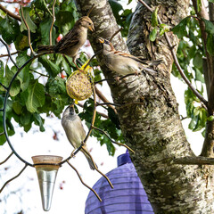 House sparrow, Passer domesticus. An adult sparrow feeds its young chick.