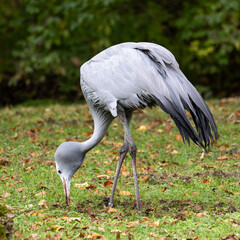 Naklejka premium The Blue Crane, Grus paradisea, is an endangered bird
