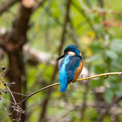 Fototapeta premium Common kingfisher, Alcedo atthis sitting on a beautiful branch above the river waiting for a fish