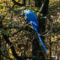 The Blue-and-yellow Macaw, Ara ararauna is a large South American parrot