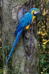 The Blue-and-yellow Macaw, Ara ararauna is a large South American parrot