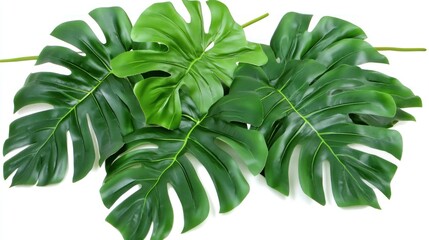 Obraz premium Vibrant Green Monstera Leaves Tropical Foliage White Background