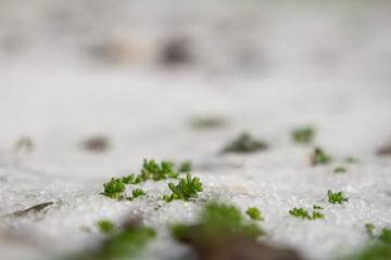 A striking image of vibrant green plants emerging from a blanket of snow, symbolizing resilience...