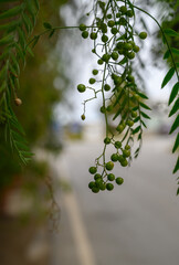 Green berries dangle from branches beside a quiet road in a tranquil setting during the afternoon light